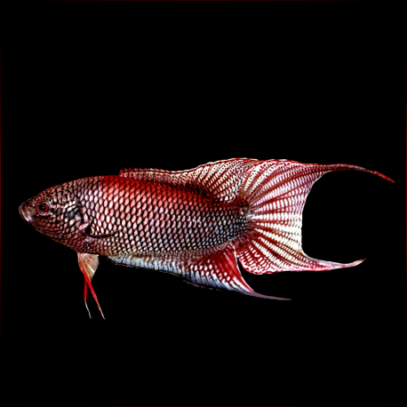 Macropodus Erythropterus