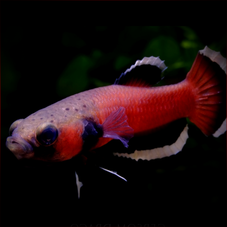 Betta Albimarginata