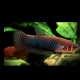 Betta Hendra