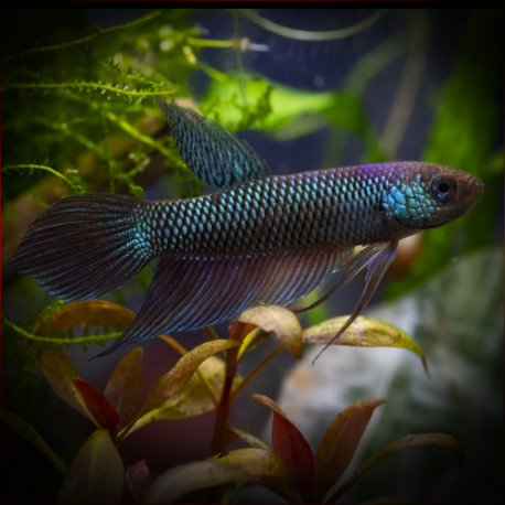 Betta Smaragdina