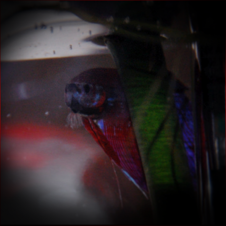 Betta Picta