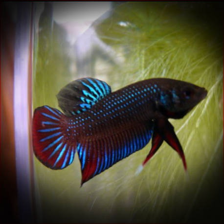 Betta Imbellis