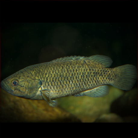 Sandelia Capensis