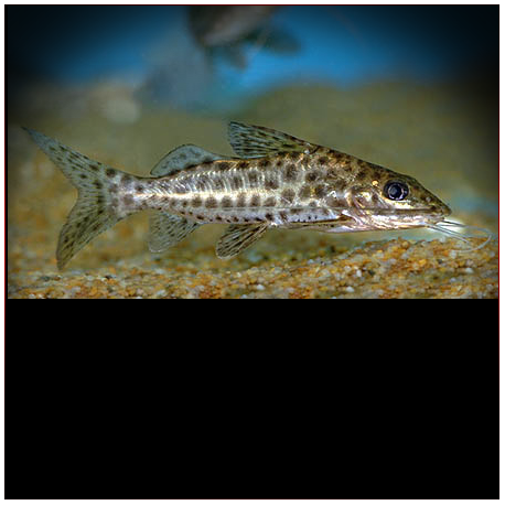 Pimelodus Maculatus