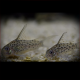 Corydoras Loretoensis