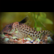 Corydoras Melanistius