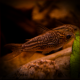 Corydoras Napoensis