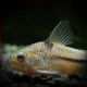 Corydoras Nattereri