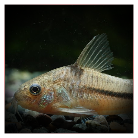 Corydoras Nattereri