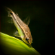 Corydoras Pygmaeus