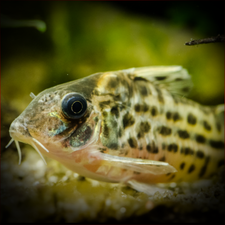 Corydoras Schwartzi