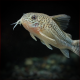 Corydoras Similis