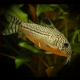 Corydoras Trilineatus