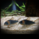 Corydoras Eques