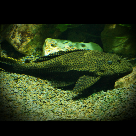 Hypostomus punctatus