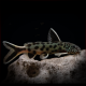 Synodontis lucipinnis