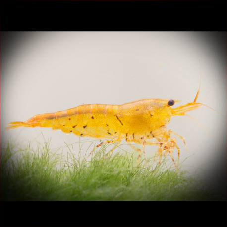 Caridina serrata