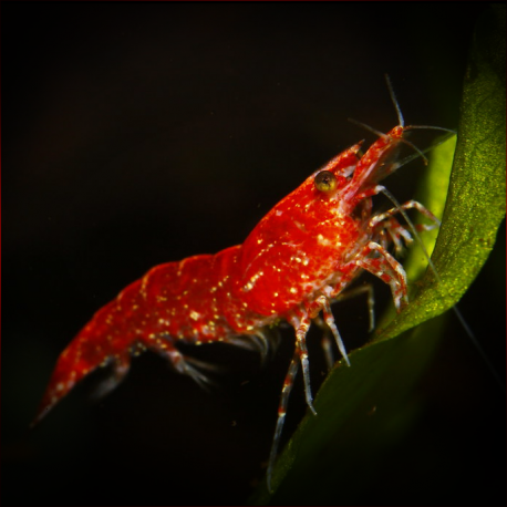 Neocaridina denticulata sinensis