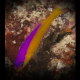 Pseudochromis diadema