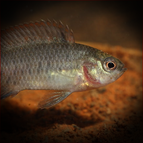 Badis Siamensis