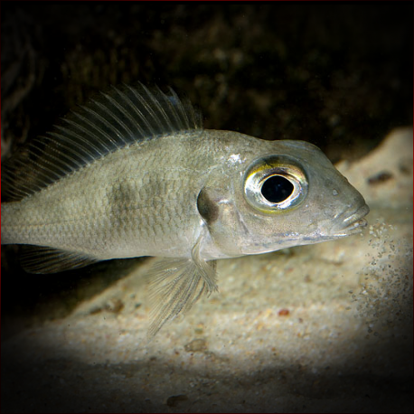 Callochromis Macrops