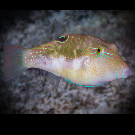 Canthigaster bennetti