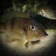 Gnathochromis Permaxillaris