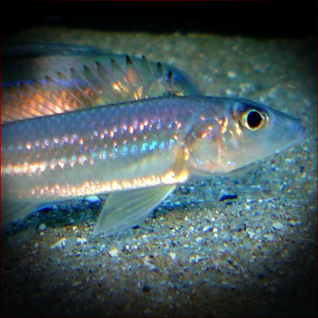 Reganochromis Calliurus