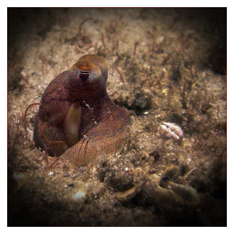 Octopus joubini