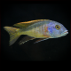 Buccochromis Nototaenia