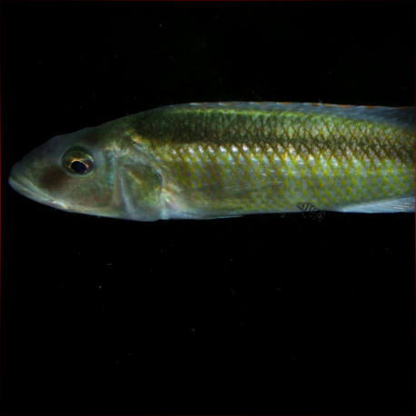 Champsochromis Spilorhynchus