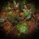 Cryptocoryne griffithii