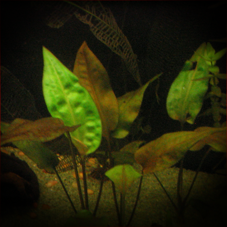 Cryptocoryne pontederiifolia