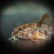 Corydoras Carlae