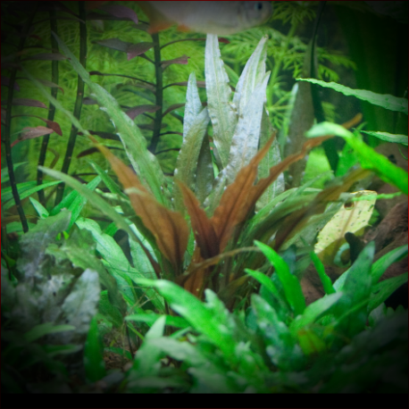 Cryptocoryne undulata